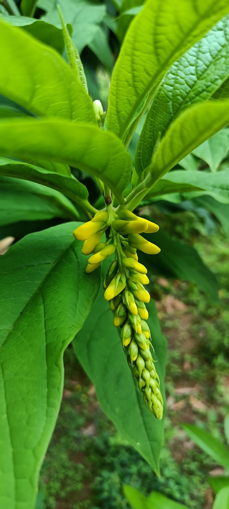 江西野生灵芝，中草药等农产品。