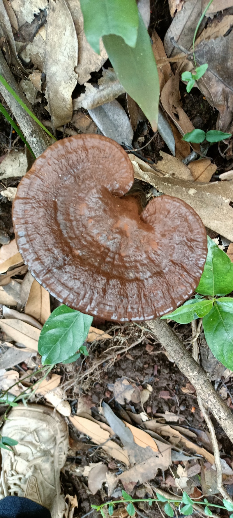 江西野生灵芝，中草药等农产品。