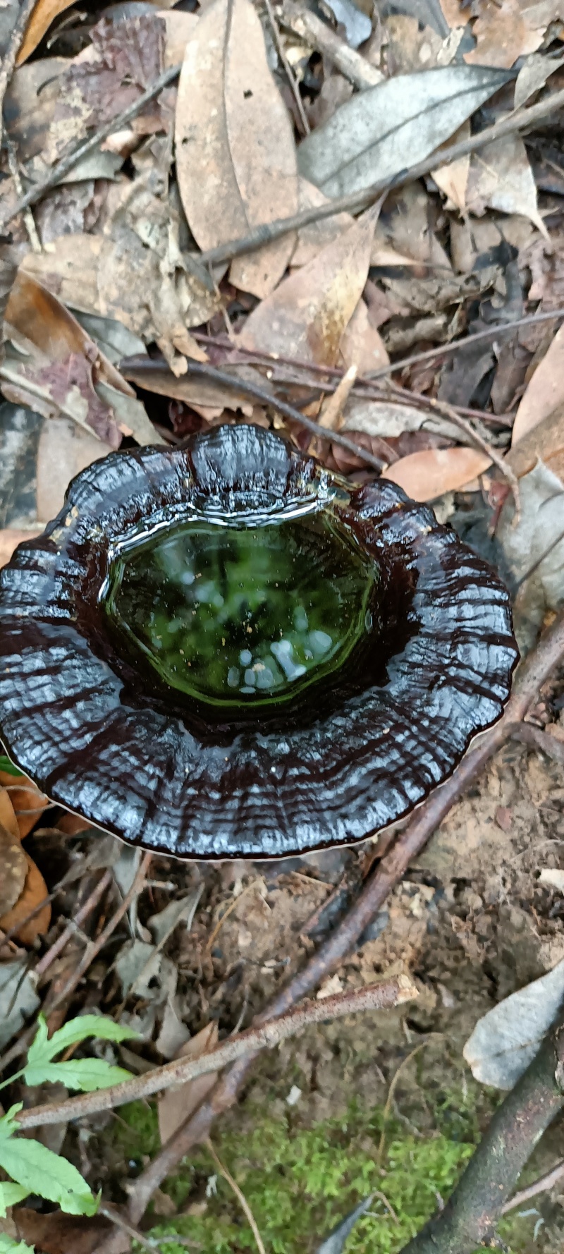 江西野生灵芝，中草药等农产品。