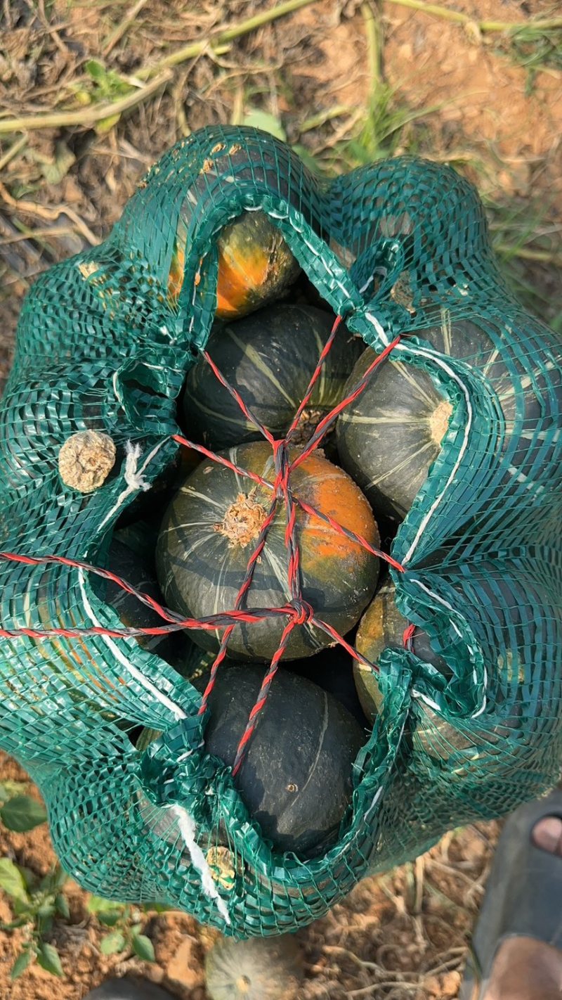 湛江贝贝南瓜，精品电商货，大量有货长期供应