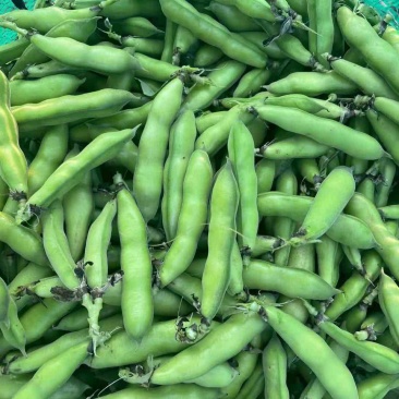 精品蚕豆大量上市专业代收代办