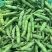 精品蚕豆大量上市专业代收代办