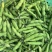 精品蚕豆大量上市专业代收代办