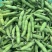 精品蚕豆大量上市专业代收代办