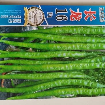 八号线椒种子，味辣，椒条顺直，