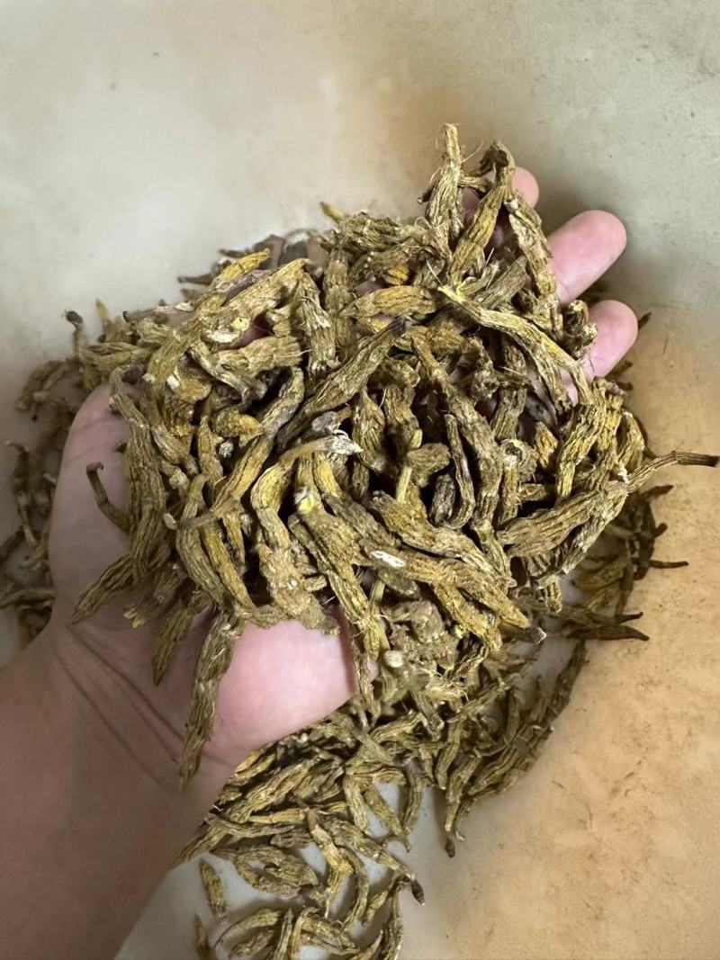 虎牙石斛