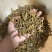 虎牙石斛