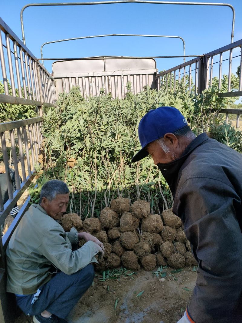 黄杜鹃羊踯躅羊踯躅苗一手货源