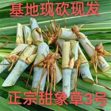 甜象草3号牧草王种节新型皇竹草优质种节巨菌草中华粮草红象