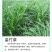 甜象草3号牧草王种节新型皇竹草优质种节巨菌草中华粮草红象