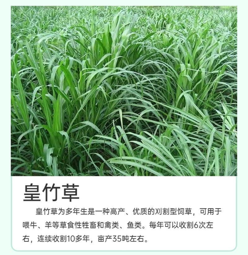 甜象草3号牧草王种节新型皇竹草优质种节巨菌草中华粮草红象