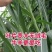 甜象草3号牧草王种节新型皇竹草优质种节巨菌草中华粮草红象