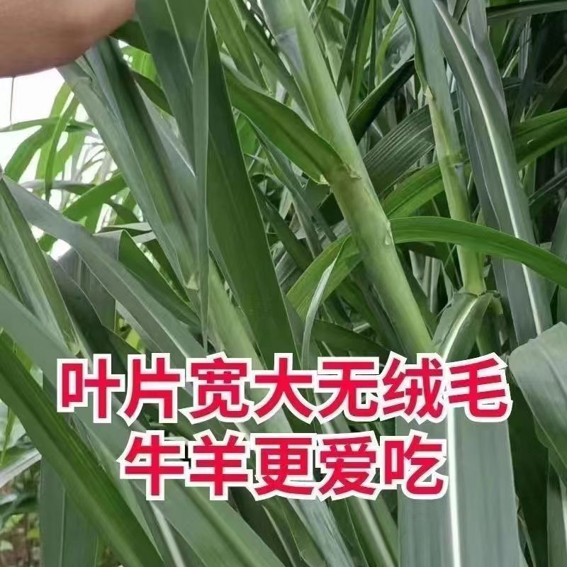 甜象草3号牧草王种节新型皇竹草优质种节巨菌草中华粮草红象