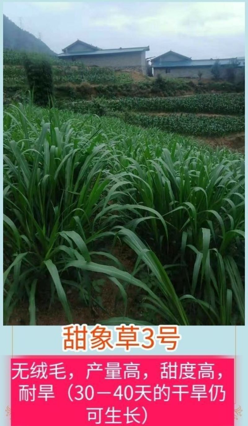甜象草3号牧草王种节新型皇竹草优质种节巨菌草中华粮草红象
