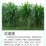 甜象草3号牧草王种节新型皇竹草优质种节巨菌草中华粮草红象
