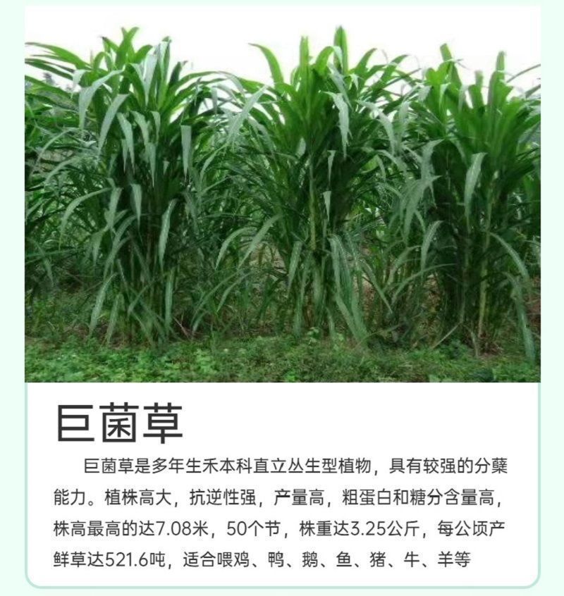 甜象草3号牧草王种节新型皇竹草优质种节巨菌草中华粮草红象
