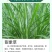 甜象草3号牧草王种节新型皇竹草优质种节巨菌草中华粮草红象