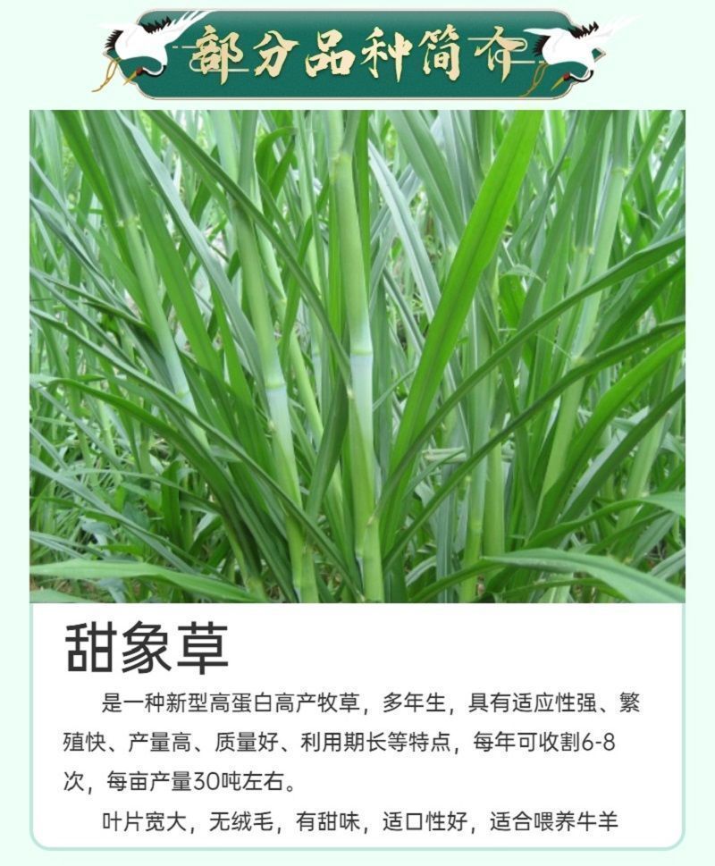 甜象草3号牧草王种节新型皇竹草优质种节巨菌草中华粮草红象