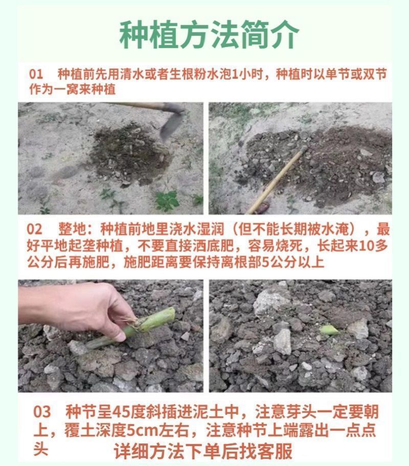 甜象草3号牧草王种节新型皇竹草优质种节巨菌草中华粮草红象