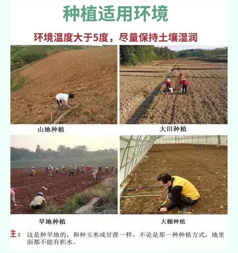 甜象草3号牧草王种节新型皇竹草优质种节巨菌草中华粮草红象