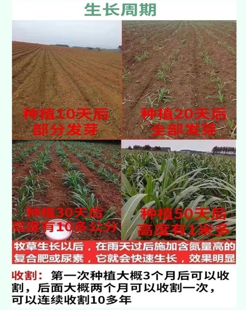 甜象草3号牧草王种节新型皇竹草优质种节巨菌草中华粮草红象