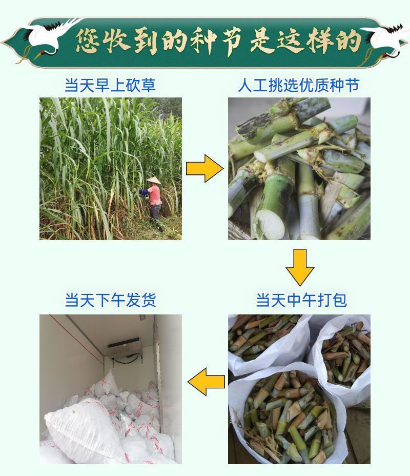 甜象草3号牧草王种节新型皇竹草优质种节巨菌草中华粮草红象