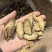 精选茶用黄金牛蒡茶实图拍摄物美价廉常年有货源