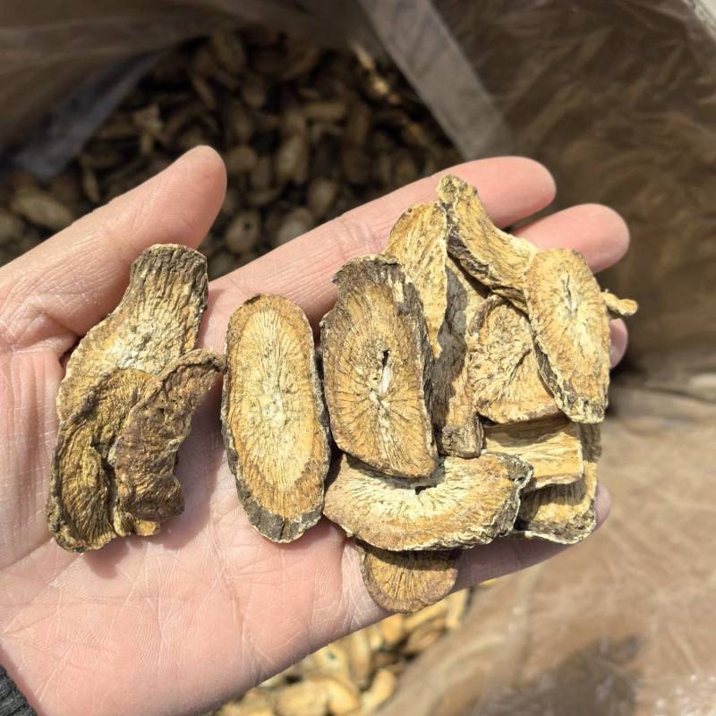 精选茶用黄金牛蒡茶实图拍摄物美价廉常年有货源