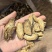 精选茶用黄金牛蒡茶实图拍摄物美价廉常年有货源