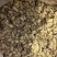 精选茶用黄金牛蒡茶实图拍摄物美价廉常年有货源
