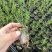 澳洲腊梅中花粉白精品袋苗质量好温室种植全国可发货