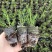 澳洲腊梅中花粉白精品袋苗质量好温室种植全国可发货