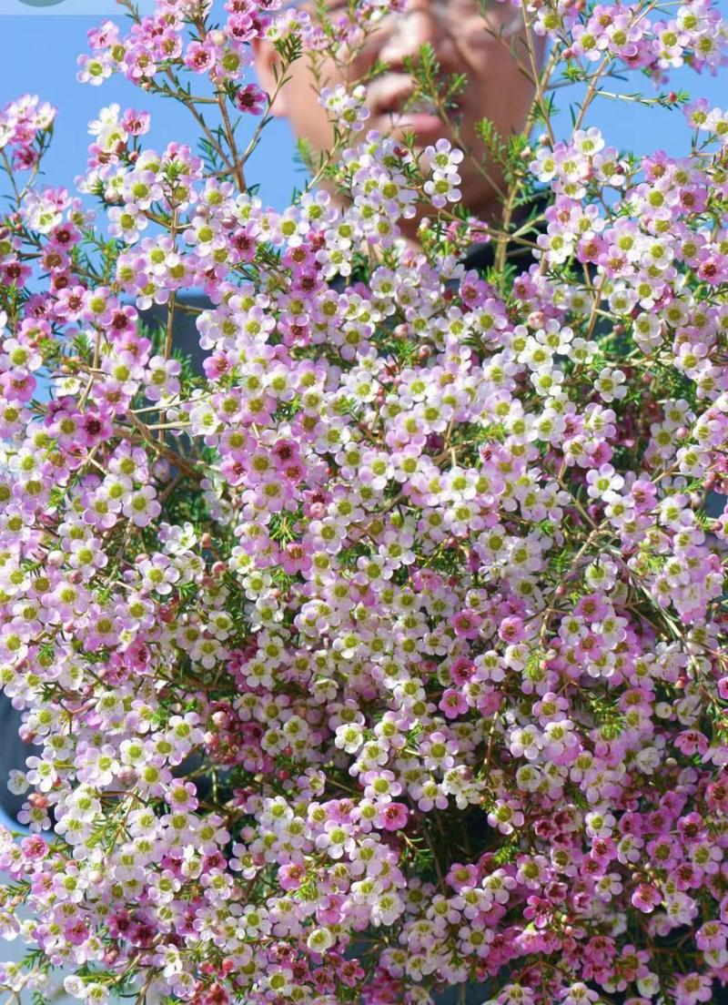 澳洲腊梅中花粉白精品袋苗质量好温室种植全国可发货