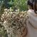 澳洲腊梅中花粉白精品袋苗质量好温室种植全国可发货