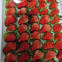 成都红颜草莓特级果价格实惠，量大从优