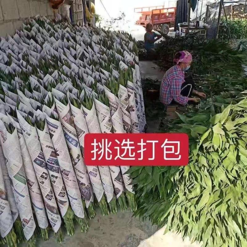 富贵竹批发小竹中竹大竹货源充足量大从优
