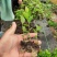 蓝莓苗苔藓苗蓝莓苗L251-8年蓝莓苗