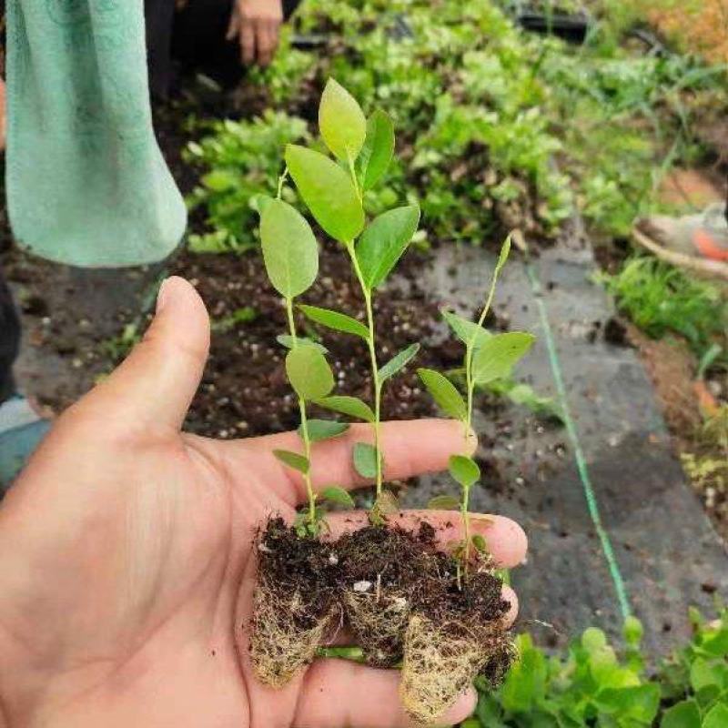 蓝莓苗苔藓苗蓝莓苗L251-8年蓝莓苗