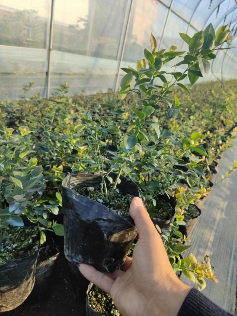 蓝莓苗苔藓苗蓝莓苗L251-8年蓝莓苗