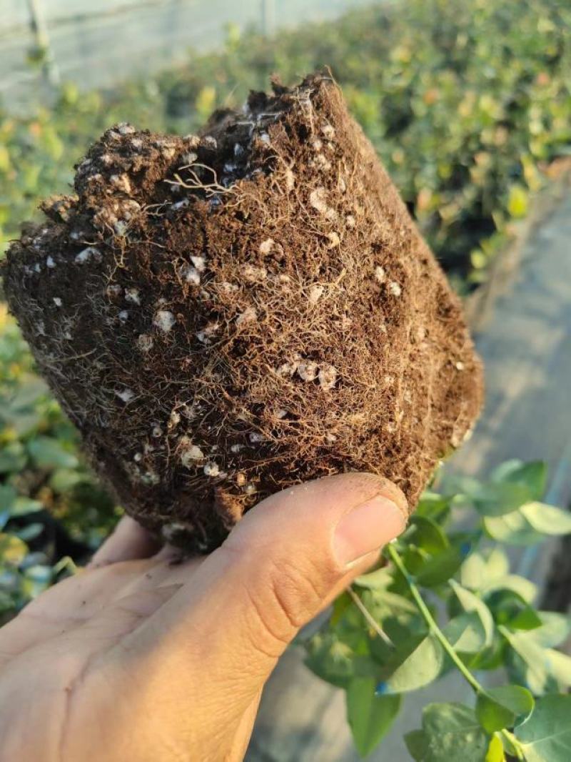 蓝莓苗苔藓苗蓝莓苗L251-8年蓝莓苗
