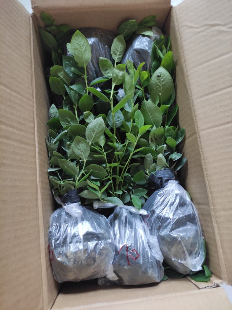 蓝莓苗苔藓苗蓝莓苗L251-8年蓝莓苗