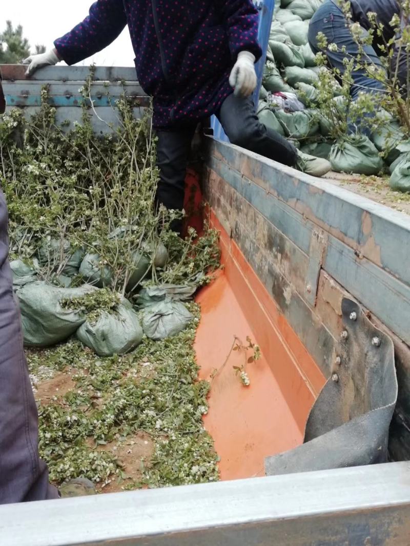 蓝莓苗苔藓苗蓝莓苗L251-8年蓝莓苗