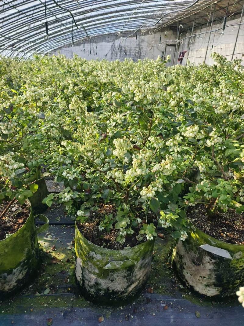 蓝莓苗苔藓苗蓝莓苗L251-8年蓝莓苗