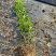 蓝莓苗苔藓苗蓝莓苗L251-8年蓝莓苗