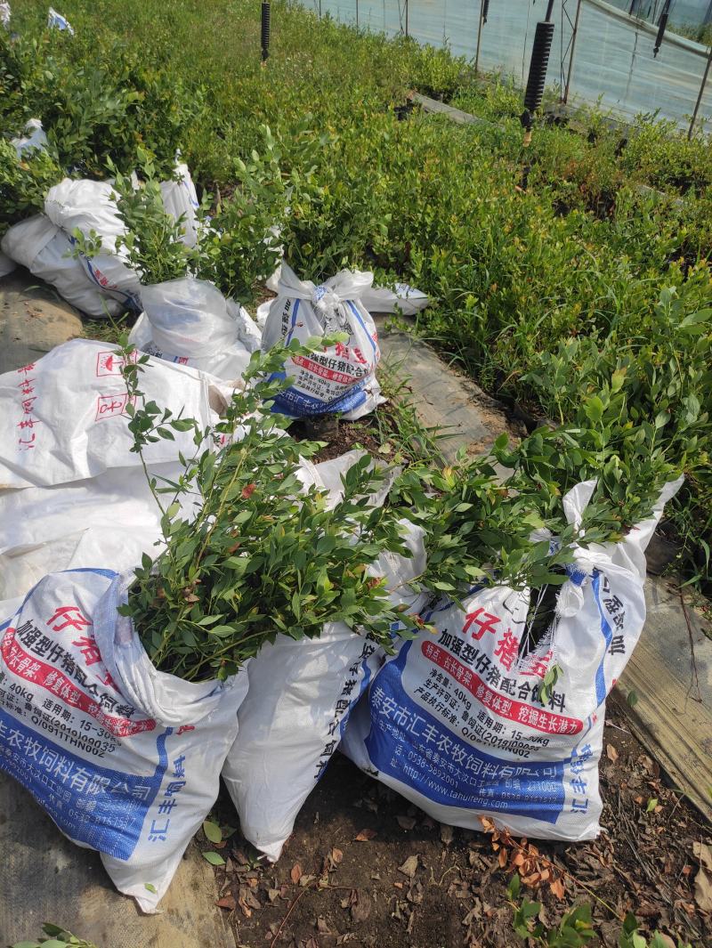 蓝莓苗苔藓苗蓝莓苗L251-8年蓝莓苗