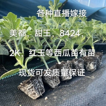 有美都甜王8424红玉2K西农八金成五等嫁接原生西瓜苗
