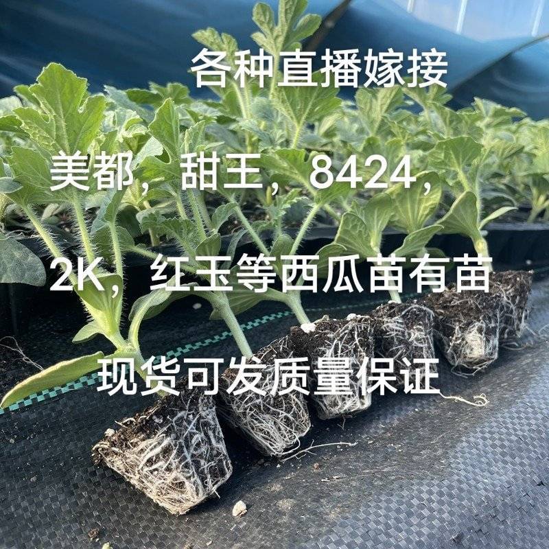 有美都甜王8424红玉2K西农八金成五等嫁接原生西瓜苗