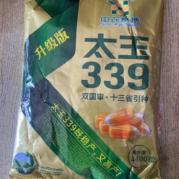太玉339玉米种子轴细粒深抗病害丰产稳定性好玉米高产