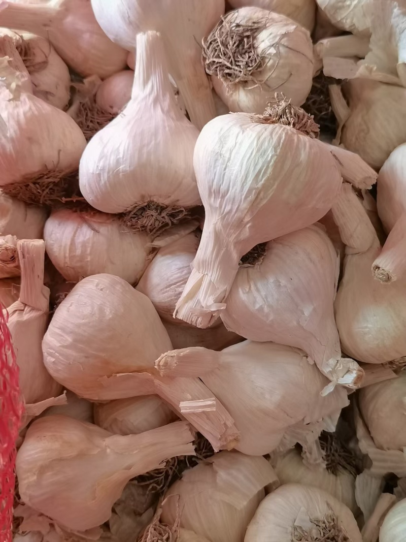 吉林一点红蒜种，保质保量，欢迎采购！诚信经营