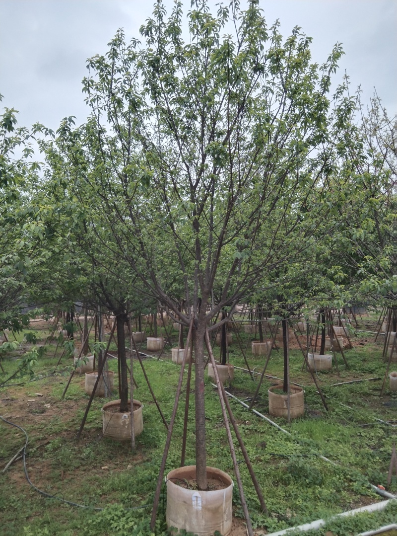 福建山樱花